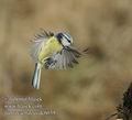 Parus_caeruleus_dc6039