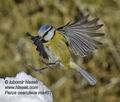 Parus_caeruleus_ma4979