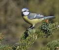 Parus_caeruleus_ma5535