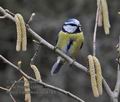 Parus_caeruleus_ma6765