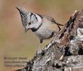 Parus_cristatus_ff3763