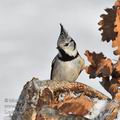 Parus_cristatus_h9497