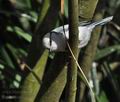 Parus_cyanus_c1062