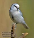 Parus_cyanus_ka9129