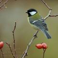 Parus_major_ba4659