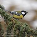 Parus_major_be8754