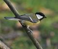 Parus_major_ca6618