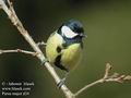 Parus_major_d34