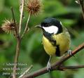 Parus_major_d5732