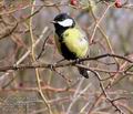 Parus_major_d6