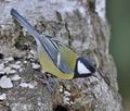 Parus_major_ff4138