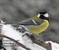 Parus_major_ma4008