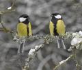 Parus_major_ma4159