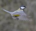 Parus_major_ma6104