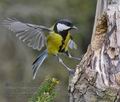 Parus_major_ma6226