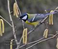 Parus_major_ma6578