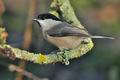 Parus_montanus_ca6011