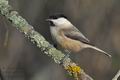 Parus_montanus_ca6094