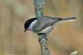 Parus_montanus_ca6160