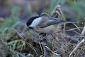 Parus_montanus_ca6200