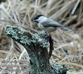 Parus_montanus_d6486