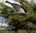 Parus_montanus_d8363