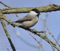 Parus_montanus_hz0926