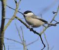 Parus_montanus_hz0940