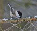 Parus_montanus_k8515