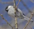 Parus_montanus_kb2882