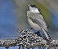 Parus_montanus_kb2902