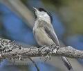 Parus_montanus_kb2913