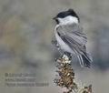 Parus_montanus_kb2941