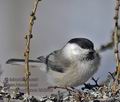 Parus_montanus_kb2962