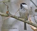 Parus_montanus_kb3014