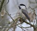 Parus_montanus_kb3026