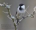 Parus_montanus_kb3034