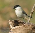 Parus_palustris_aa3881