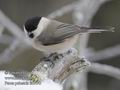 Parus_palustris_fa1470