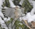 Parus_palustris_m1790