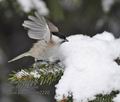 Parus_palustris_m2220