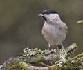 Parus_palustris_ma3765