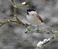 Parus_palustris_ma4071