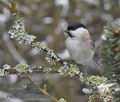 Parus_palustris_ma4507