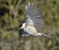 Parus_palustris_ma4842