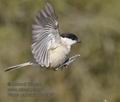 Parus_palustris_ma5933