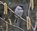 Parus_palustris_ma6716