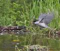 Parus_palustris_pc7634