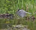 Parus_palustris_pc7635