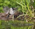 Parus_palustris_pd1831